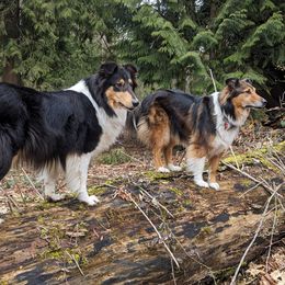 Scottish Collies from Woodpecker Farm