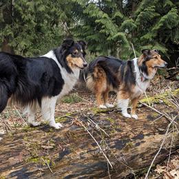Scottish Collies from Woodpecker Farm