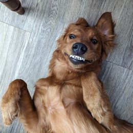 Goldendoodle and Golden Retriever All Grown Up from Seven Oaks Goldens and Doodles