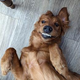 Goldendoodle and Golden Retriever All Grown Up from Seven Oaks Goldens and Doodles