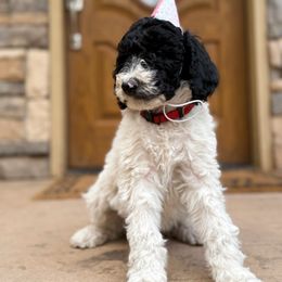 Poodle Puppies from Beansdoodles