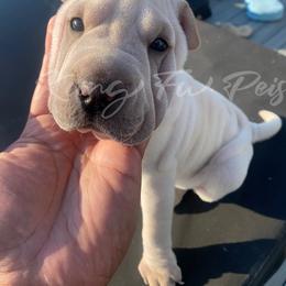 Milo - Cream male Chinese Shar-Pei puppy in Machesney Park, Illinois from Kung Fu Peis