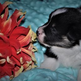 Pembroke Welsh Corgi Puppies from Larrchelle's Corgi's