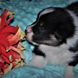 Pembroke Welsh Corgi Puppies from Larrchelle's Corgi's