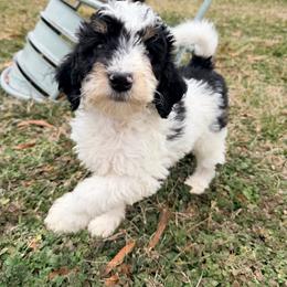 Comet - with training - Tri-color male Bernedoodle puppy in Boonville, North Carolina from Doods & Dolls