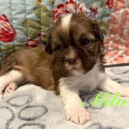 Milo - Liver and white male Shih Tzu puppy in Hemet, California from Aloha Shih Tzu