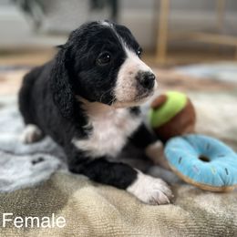 Bernedoodle Puppies from East Coast Bernedoodles