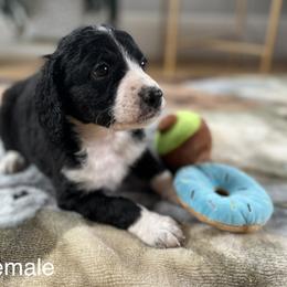 Bernedoodle Puppies from East Coast Bernedoodles