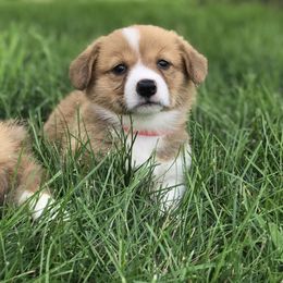 Bernese Mountain Dog and Pembroke Welsh Corgi Puppies from Highland Meadows