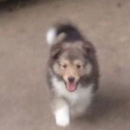 Shetland Sheepdog Puppies from September Morning Shelties