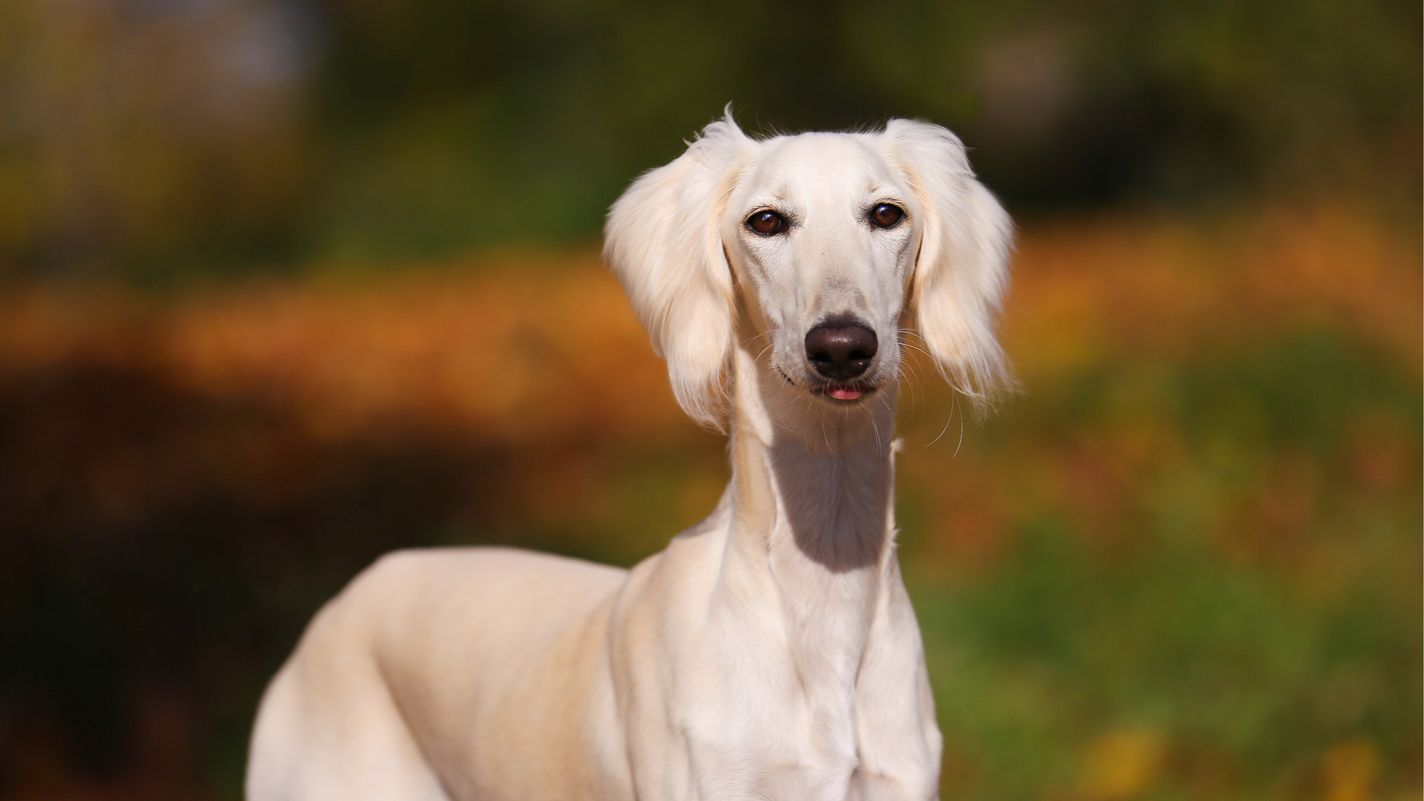 Saluki