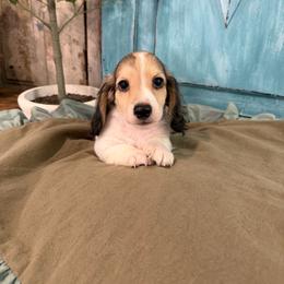 Shaded cream piebald - Piebald male Dachshund puppy in Bryan, Ohio from Wysteria Hill Doxies