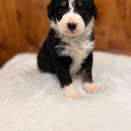 Danny - Tri-color male Bernedoodle puppy in Jacksonville, Florida from Star of the Sea Doodles