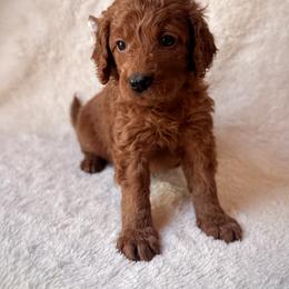 Lyra - Red  female Goldendoodle puppy in Ogden, Utah from Abby Chaffee