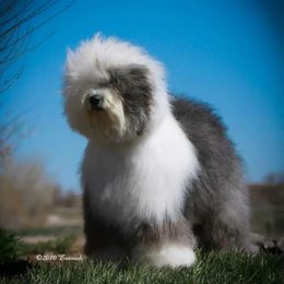 Old English Sheepdogs from Bugaboo Old English Sheepdog