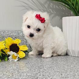 Aspen - White female Maltese puppy in Utica, Ohio from Poodle Me Crazy