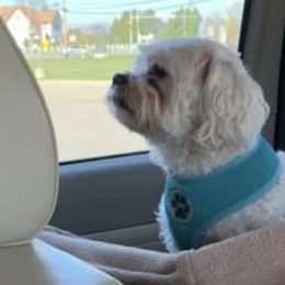 Shih Tzus from Frances Middlesworth's Shih Tzu's