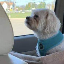 Shih Tzus from Frances Middlesworth's Shih Tzu's