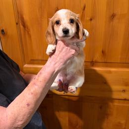 Apache - Cream male Dachshund puppy in Heber Overgaard, Arizona from Sonoran Doxies