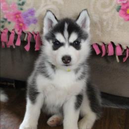 Pikachu - Black and white female Siberian Husky puppy in Le Sueur, Minnesota from Tevana Siberians LLC