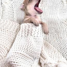 Vixen - Fawn female Italian Greyhound puppy in Jacksonville, Alabama from Adornare Kennels