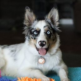 Border Collies from Shannon Ciccarelli's Border Collies