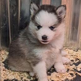 BxE g3 - Black and white female Pomsky puppy in Charlotte, Michigan from Moore Pomskies