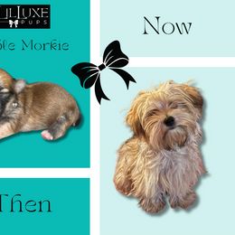 Morkie and Shorkie Puppies from Lil Luxe Pups