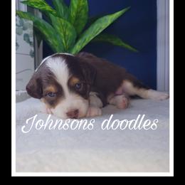 Aussiedoodle, Bernedoodle, and Goldendoodle Puppies from Johnson's Doodles