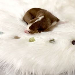 Siberian Husky Puppies from Vixen Siberians