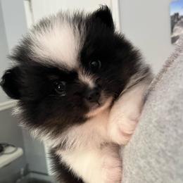 Ralf - Tri-colored male Pomeranian puppy in Jefferson City, Missouri from MJ’s Pomeranians