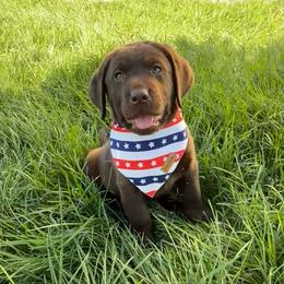 Dettie - Chocolate female Labrador Retriever puppy in Angola, Indiana from Reniers Labrador Retrievers