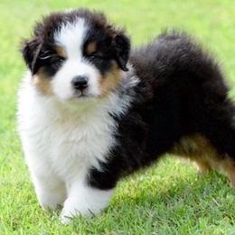 Australian Shepherd Puppies from NorthRidge Australian Shepherds