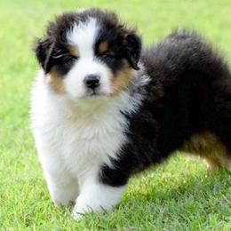 Australian Shepherd Puppies from NorthRidge Australian Shepherds