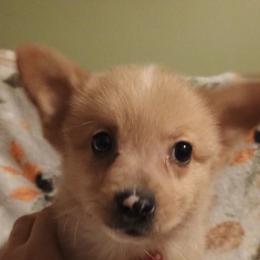 Boy 3 - Red merle and white male American Corgi puppy in Pioneer, Michigan from Country Corners Corgis