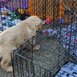 Golden Retriever Puppies from Sola Mae's Goldens