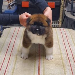 Akita Puppies from Gallant Akitas