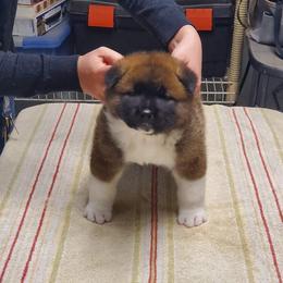 Akita Puppies from Gallant Akitas