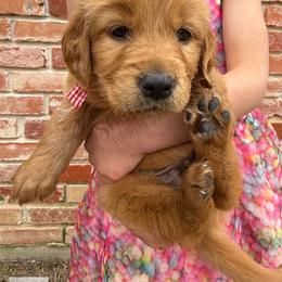 Monopoly Litter - Race Car (Boy - price in desc) - Dark golden male Golden Retriever puppy in Argyle, Texas from Skarlotte Goldens, LLC