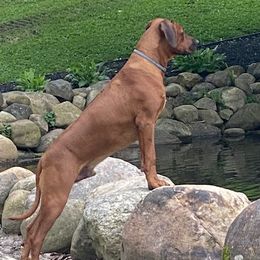 Vito - Rhodesian Ridgeback
