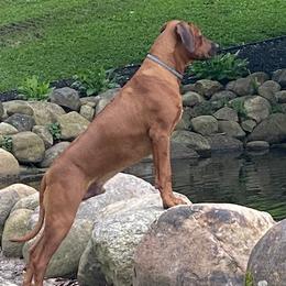 Vito - Rhodesian Ridgeback