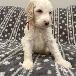 Benji - Fawn and white male Sheepadoodle puppy in Bloomfield, New Jersey from C3 Sheepadoodles