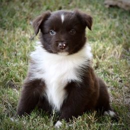 Peanut - Red & white male Miniature Australian Shepherd puppy in Evant, Texas from Lazy VT Bar Ranch