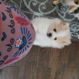Pomeranian Puppies from Merri's Pom's