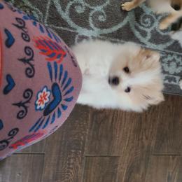Pomeranian Puppies from Merri's Pom's