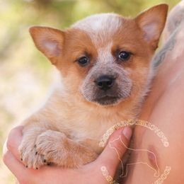Rexy (AKC) - Red speckled female Australian Cattle Dog puppy in Marana, Arizona from Impact 3rd Australian Cattle Dogs