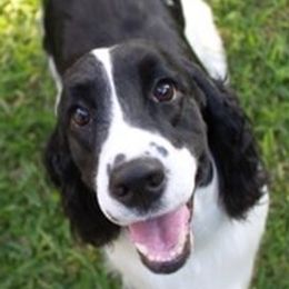 English Springer Spaniels from Solaire Springers