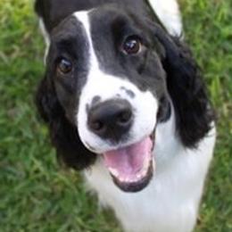 English Springer Spaniels from Solaire Springers