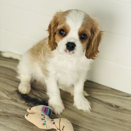Cavalier King Charles Spaniel Puppies from Bella Fleur Cavaliers