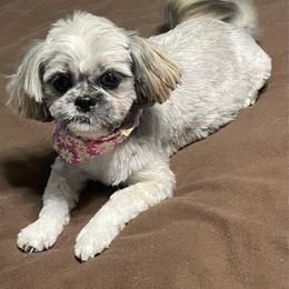 Penny - Shih Tzu